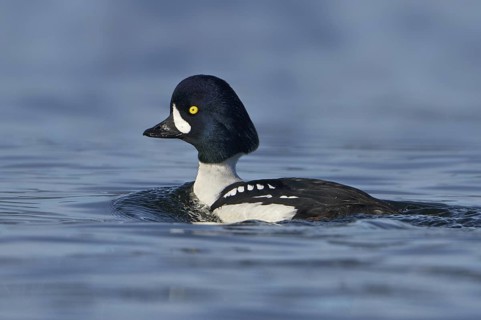 Barrow's Goldeneye (Bucephala islandica) male, British Columbia, Canada