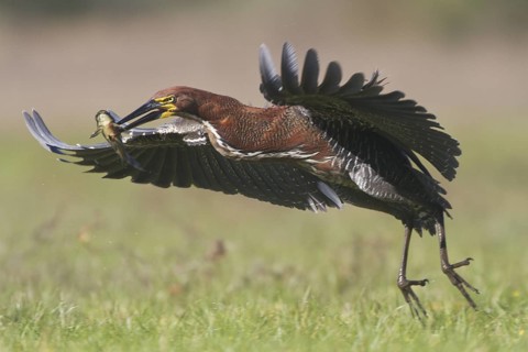 A Rufescent Tiger Heron flying with it's catch of a catfish