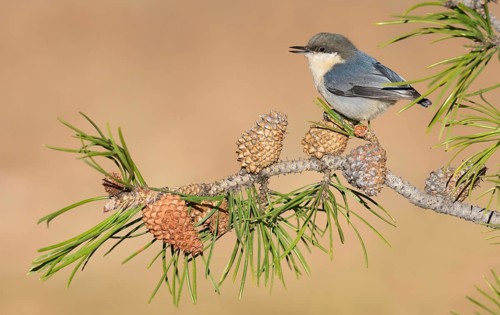White-breasted Nuthatch (Sitta carolinensis) perched on a conifer branch, Colorado, USA