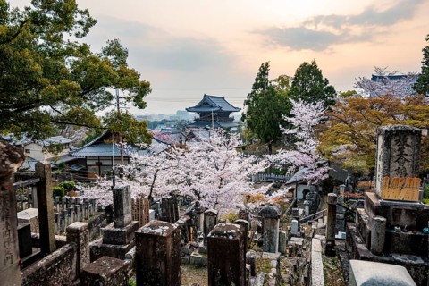 Cemetery and cherry blossom at sunset, Konkai-Komyoji Temple, Kurodanicho, Kyoto, Japan