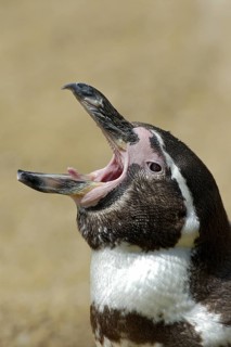 Humboldtpinguin (Spheniscus humboldti), Portrait, gaehnt, captive, Zoo/Gehege, NRW, Deutschland
