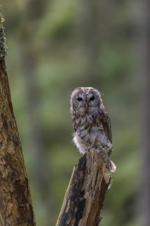 One tawny owl or brown owl (Strix aluco) sitting on a dead tree in the bavarian forest. Green