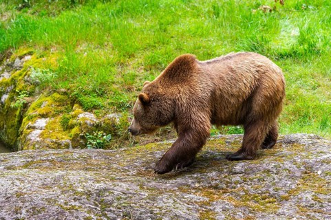Eurasian brown bear (Ursus arctos arctos) walking on a rock, Bavarian Forest, Bavaria, Germany