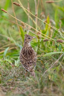 Eurasian Skylark (Alauda arvensis) on a meadow, Bavaria, Germany