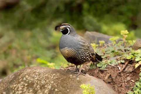 California Quail (Callipepla californica) male perched on the ground, Norfolk Island, Australia