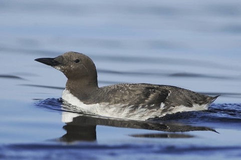 Common Murre (Uria aalge), British Columbia, Canada