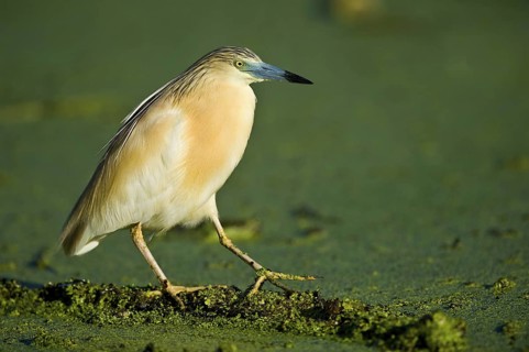 Rallenreiher (Ardeola ralloides) Sqacco Heron