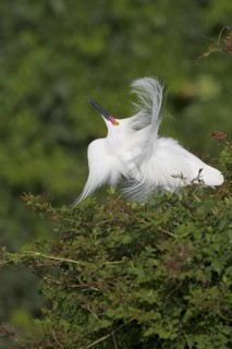 Snowy Egret (Egretta thula) displaying, Florida, USA