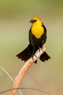 Yellow-headed Blackbird (Xanthocephalus xanthocephalus) male, British Columbia, Canada