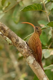 Red-billed Scythebill (Campylorhamphus trochilirostris) in the Pantalal region of Brazil