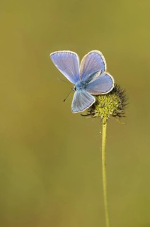 Icarusblauwtje, Common Blue, Polyommatus icarus