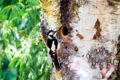 Great spotted woodpecker bringing food for the young birds to the breeding den, /Dendrocopos