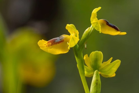 Vibrant yellow orchid flowers, characteristic of Andalusia's flora, captured in a close-up shot