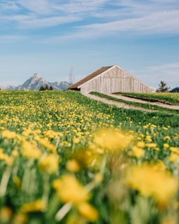 Dandelion in the Allgäu in front of the Alps and their beautiful mountains in Bavaria, Germany
