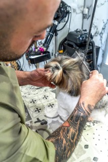 Professional male grooming specialist with tattooed arm carefully combing the long hair of a fluffy