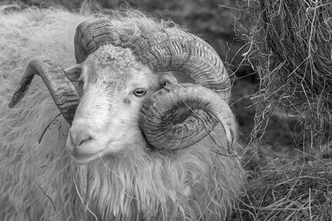 Portrait of a male moorland snook with horn (Ovis aries), black and white, Rehna,