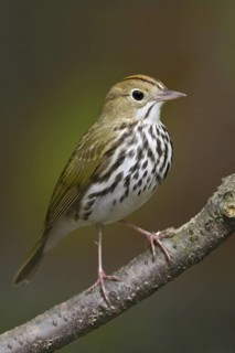 Ovenbird (Seiurus aurocapilla), Ontario, Canada