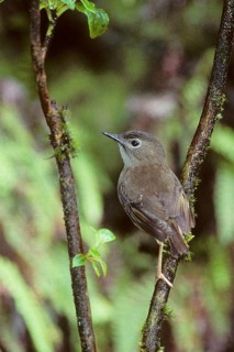 Puaiohi, Small Kauai Thrush, Myadestes palmeri, endangered