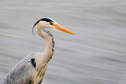 A graceful grey heron stands by the riverside, its sleek silhouette contrasted against a blurred