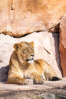 Asiatic lion (Panthera leo persica) on a sunny day in the dessert, captive, habitat in India