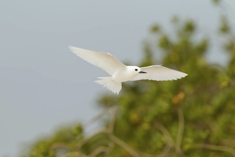 White Tern (Gygis alba) flying, Hawaii, USA