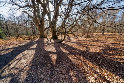 Dwarf Beech, Primeval forest Urwald Sababurg, Hofgeismar, Weser Uplands, Weserbergland, Hesse,