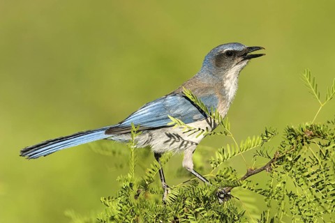 Woodhouse’s Scrub-Jay Aphelocoma woodhouseii Portal, Cochise County, Arizona, United States 25 May