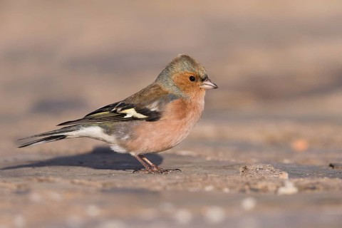 Chaffinch - Buchfink - Fringilla coelebs ssp. coelebs, Spain, male