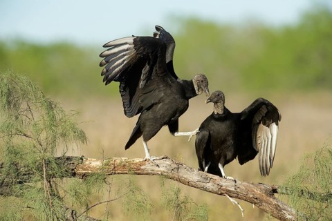 Black Vulture (Coragyps atratus) perched on a branch, Texas, USA