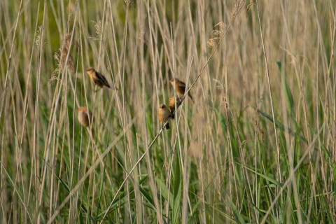 Bearded tit or reedling (Panurus biarmicus) juvenile birds on a Common reed (Phragmites australis)