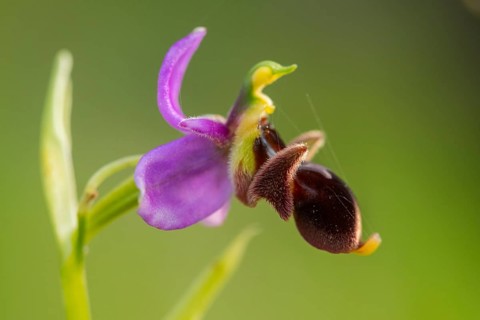 Close-up macro photo of a colorful orchid native to Andalusia, showcasing vibrant purple and rich