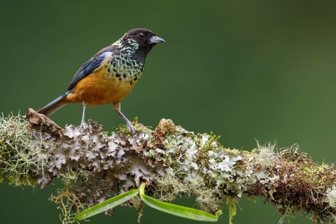 Spangled-cheeked Tanager (Tangara dowii) perched on a branch in Costa Rica