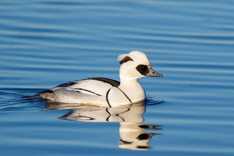 Smew (Mergellus albellus) male, Netherlands