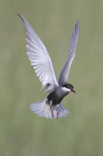 Whiskered Tern (Chlidonias hybrida) flying, Broome, Australia