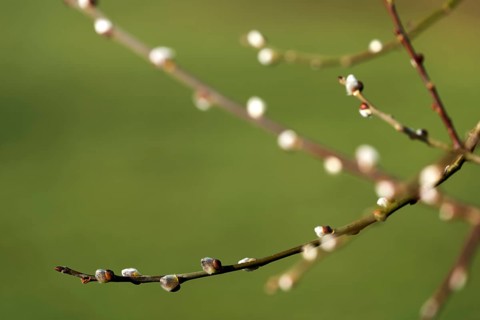Early flowering catkin on a willow, Salix sp