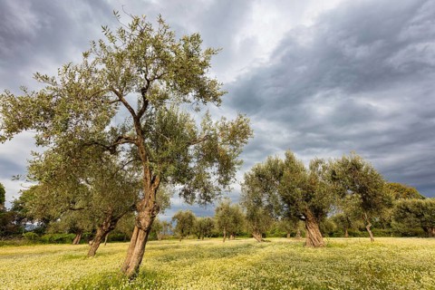 Landscape, Greece, thunderstorm, thunderstorm atmosphere, olive tree, olive grove. Olive, flower