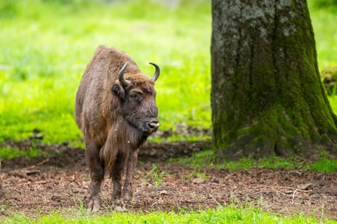 European bison (Bison bonasus) standing under a tree in summer, Bavarian Forest, Germany