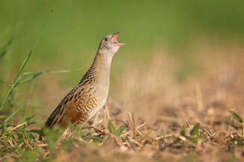 Corn Crake (Crex crex) calling, Saxony-Anhalt, Germany