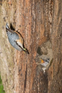 Eurasian Nuthatch (Sitta europaea) feeding young in nest cavity, Aosta Valley, Italy