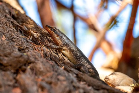 Karasburg tree skink (Trachylepis sparsa) in a tree, Kgalagadi Transfrontier National Park,