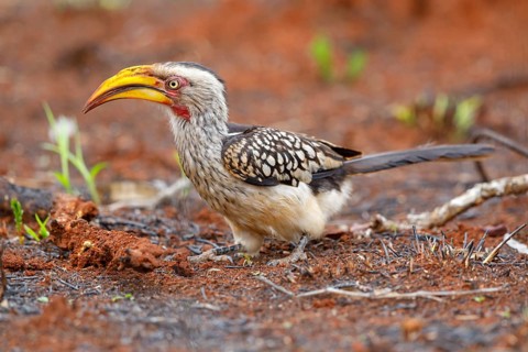 Southern Yellow-billed Hornbill, (Tockus leucomelas), Red-ringed Hornbill, hornbill family, Mkuze