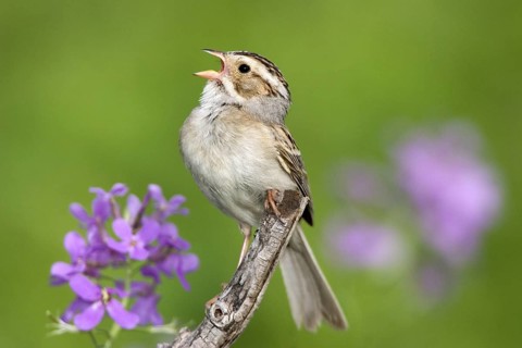 Clay-colored Sparrow Spizella pallida Appleton, Chippewa County, Minnesota, United States 30 May