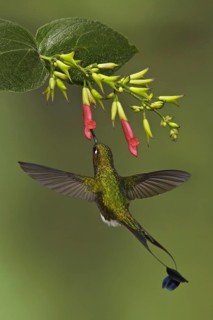 Booted Racket-tail (Ocreatus underwoodii), Ecuador