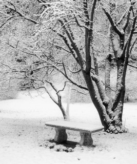 A tranquil winter scene depicting snow laden trees and a stone bench. The monochrome palette