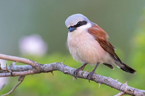 Red-backed shrike, (Lanius collurio), animals, birds, shrike family, Lake Neusiedl, Illmitz,