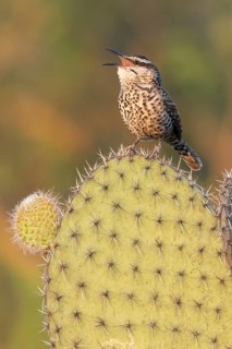 Boucard's Wren (Campylorhynchus jocosus) perched on a cactus in Oaxaca, Mexico