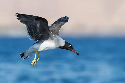 White-eyed Gull (Ichthyaetus leucophthalmus) flying, Eilat, Israel
