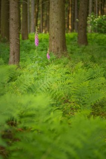 Common foxglove (Digitalis purpurea), forest floor covered with royal fern (Osmunda regalis),