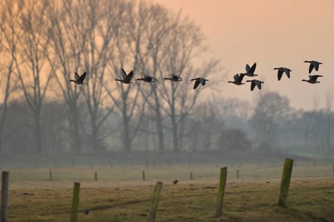 Greater White-fronted Goose (Anser albifrons) group flying, North Rhine-Westphalia, Germany