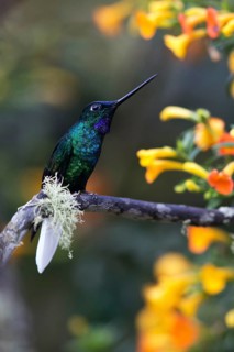 White-tailed Starfrontlet (Coeligena phalerata) male perched on a branch, Colombia
